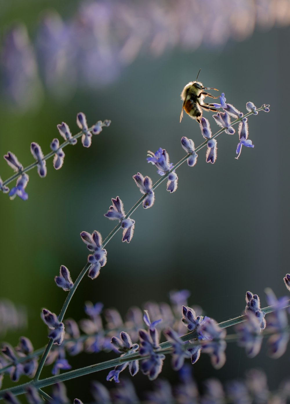 una abeja sentada encima de una flor púrpura