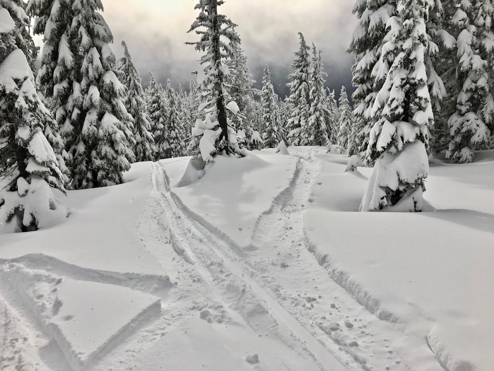 pine tree covered by snow