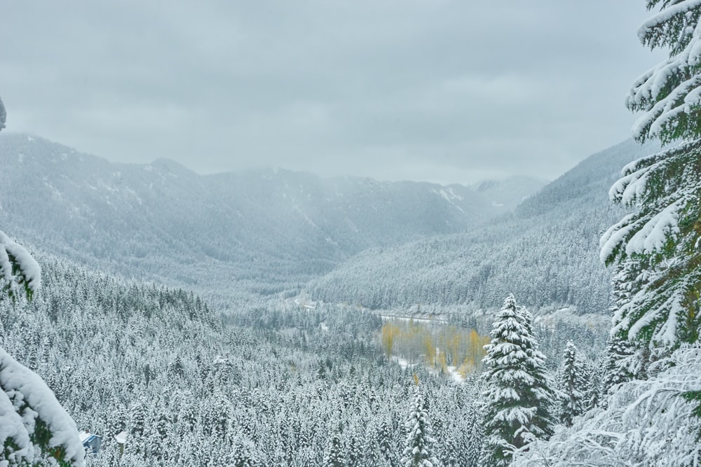 snow covered forest photography