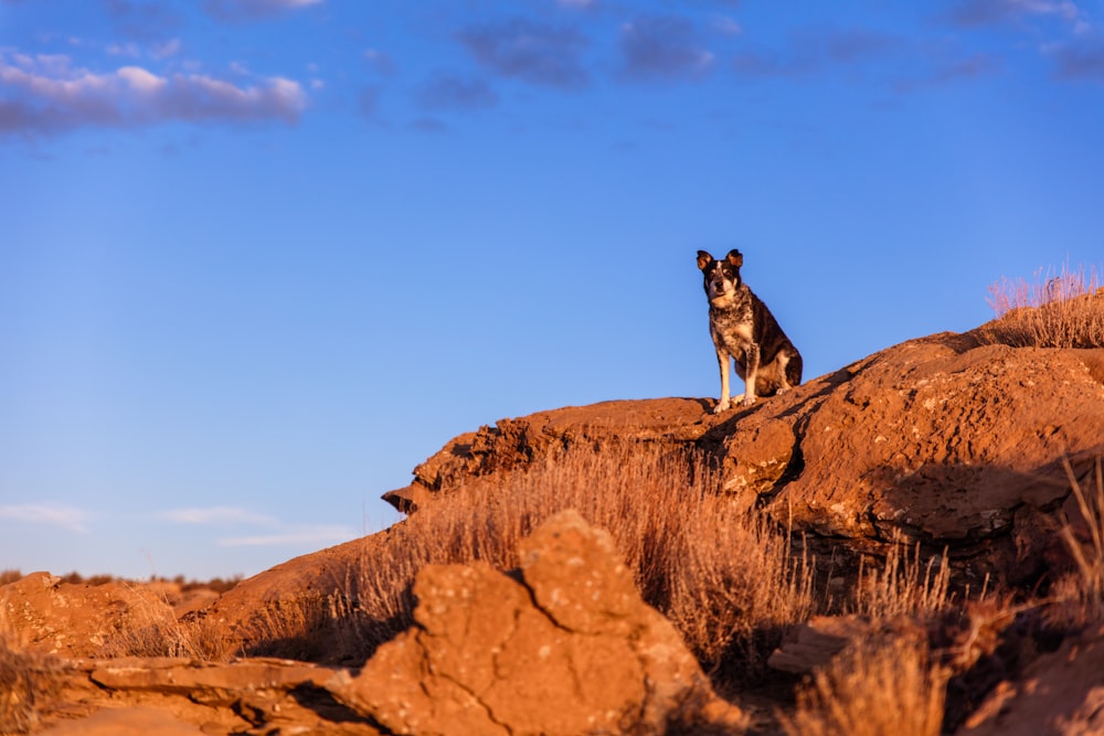 short-coated black dog on rock