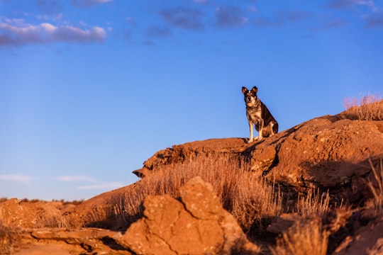 short-coated black dog on rock in Grand Staircase-Escalante National Monument United States