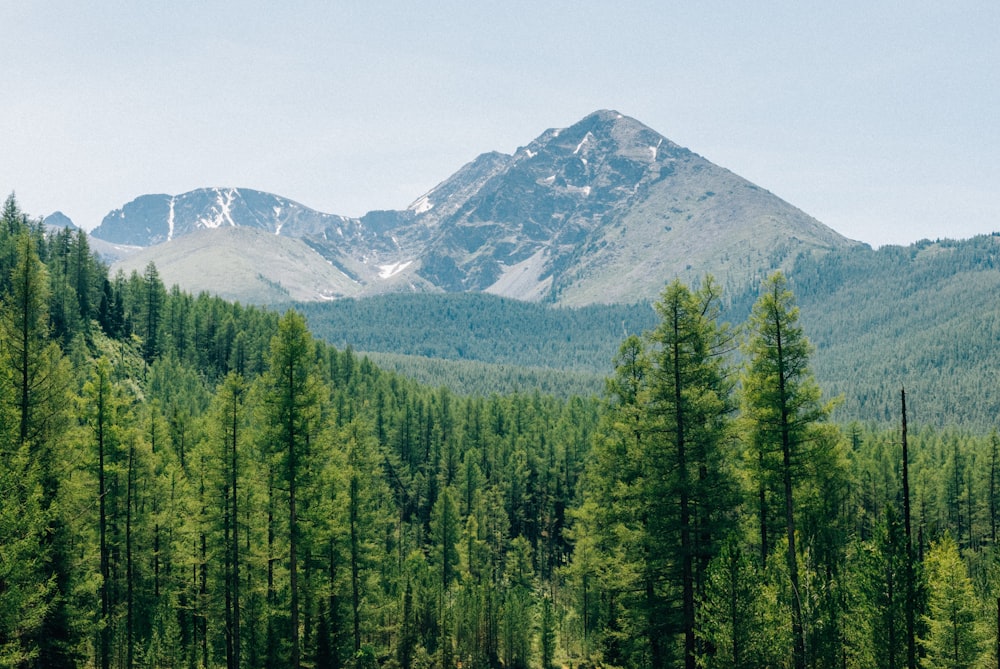 Алтайский лес фото Алтайский лес фото