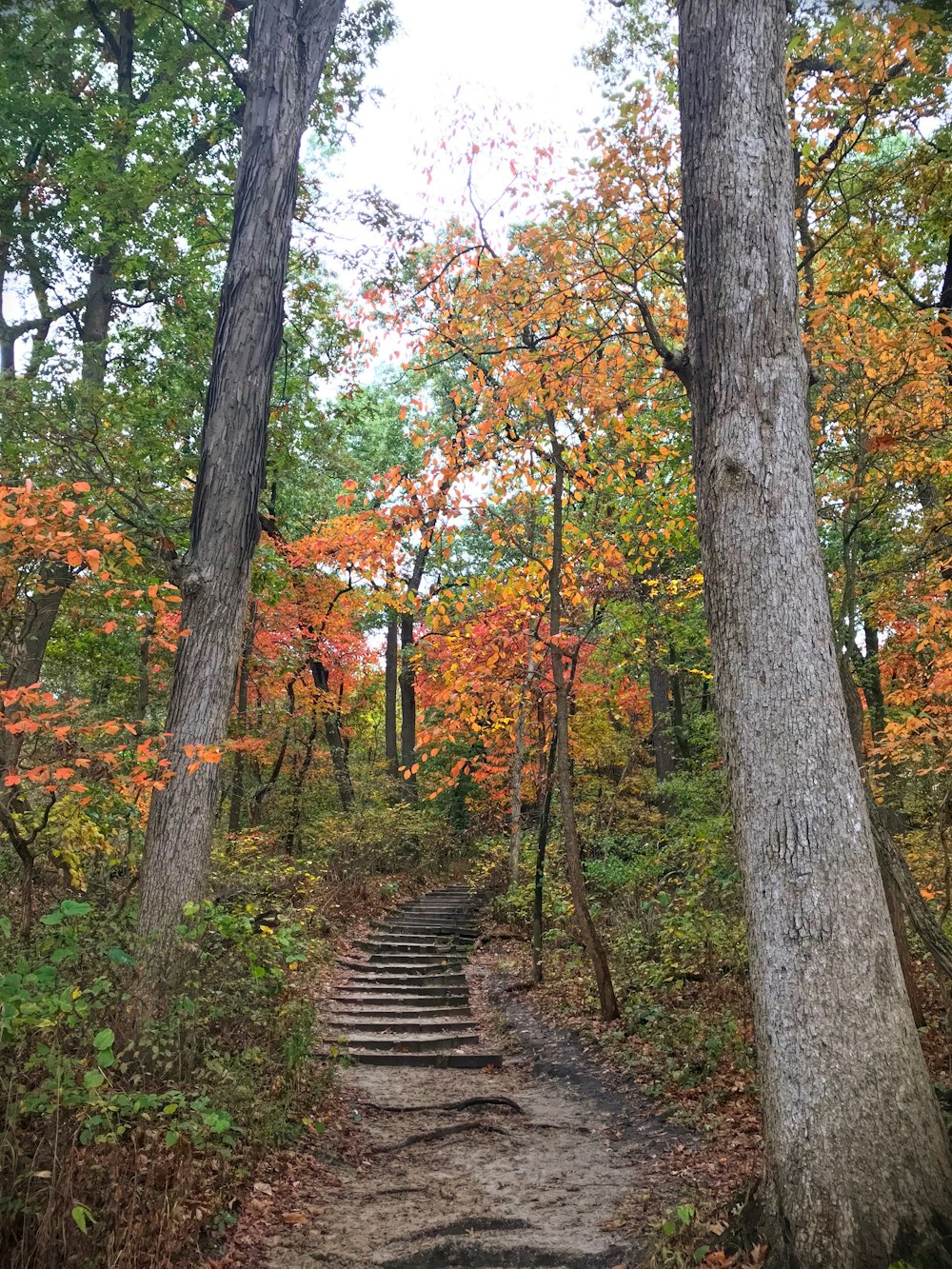 gray gray stair surrounded by trees