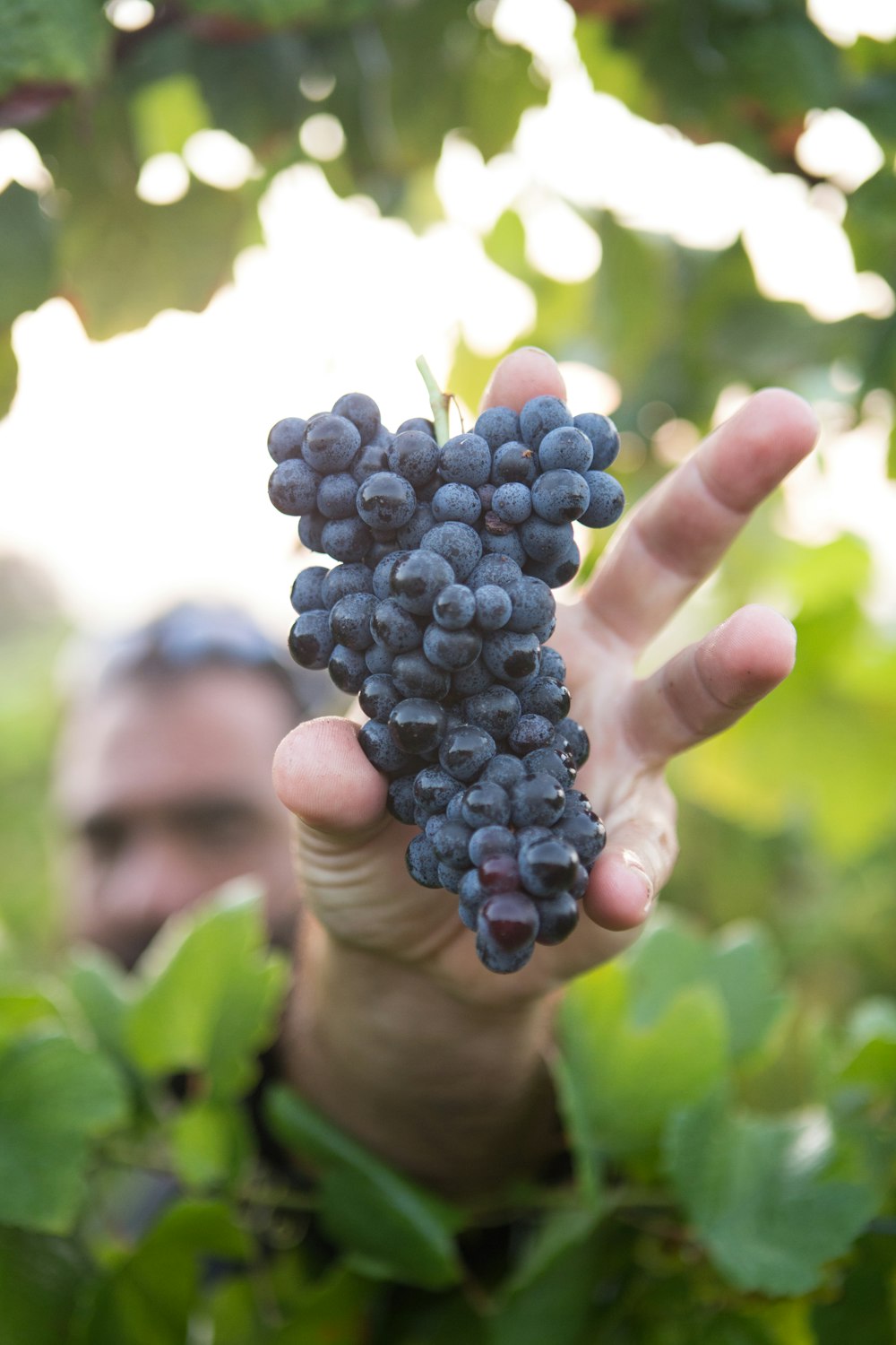 persona mostrando uvas moradas