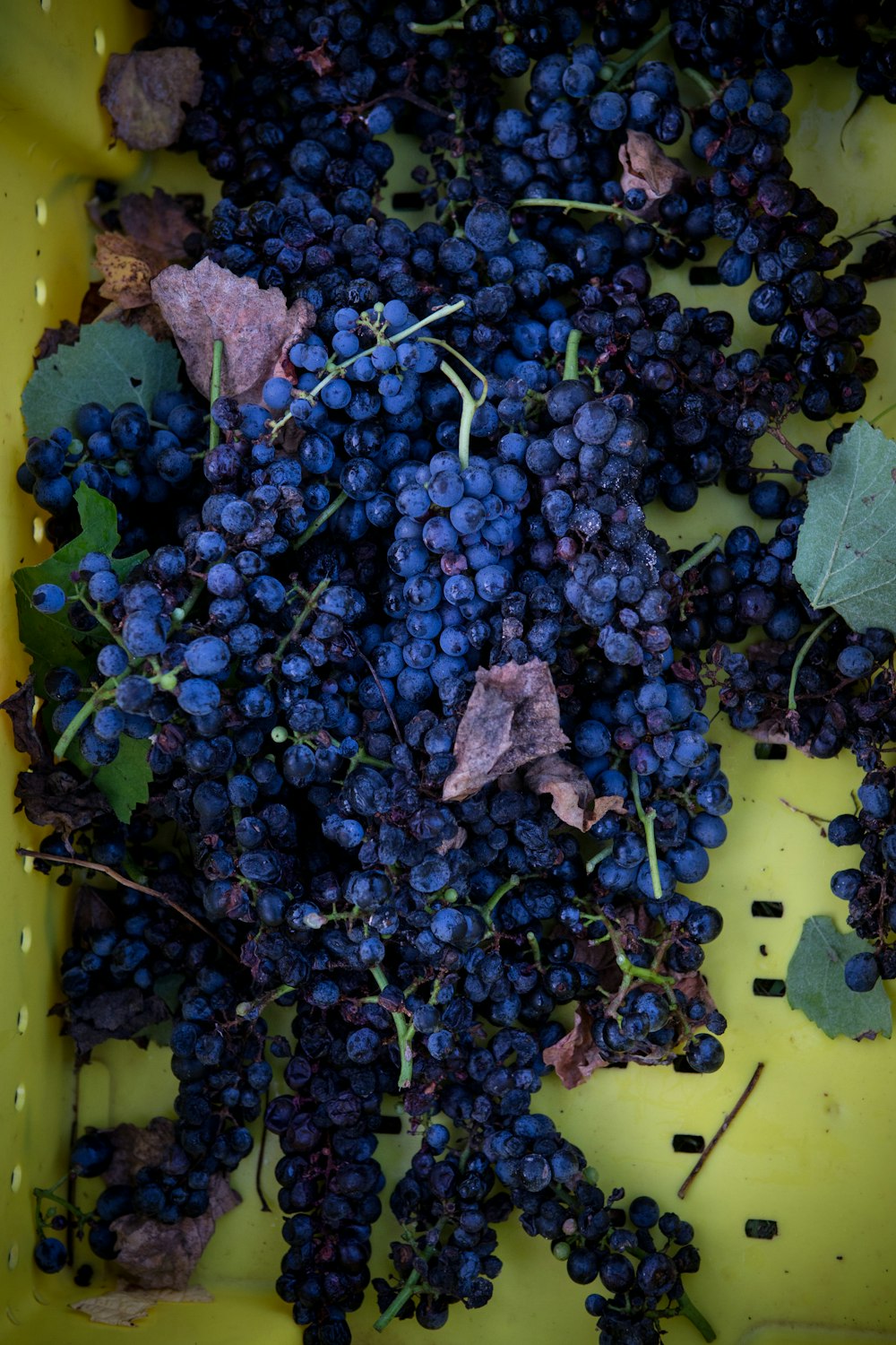 blueberries on yellow container