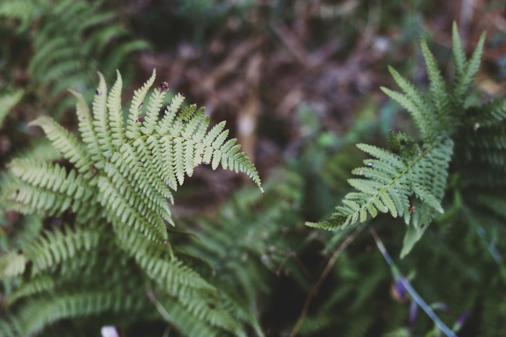 green fern closeup photography