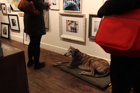 A gallery setting with framed photographs and artworks displayed on the wall. A brindle-colored dog is lying on a green mat on the wooden floor. People are standing around, wearing coats and holding bags, observing the art.