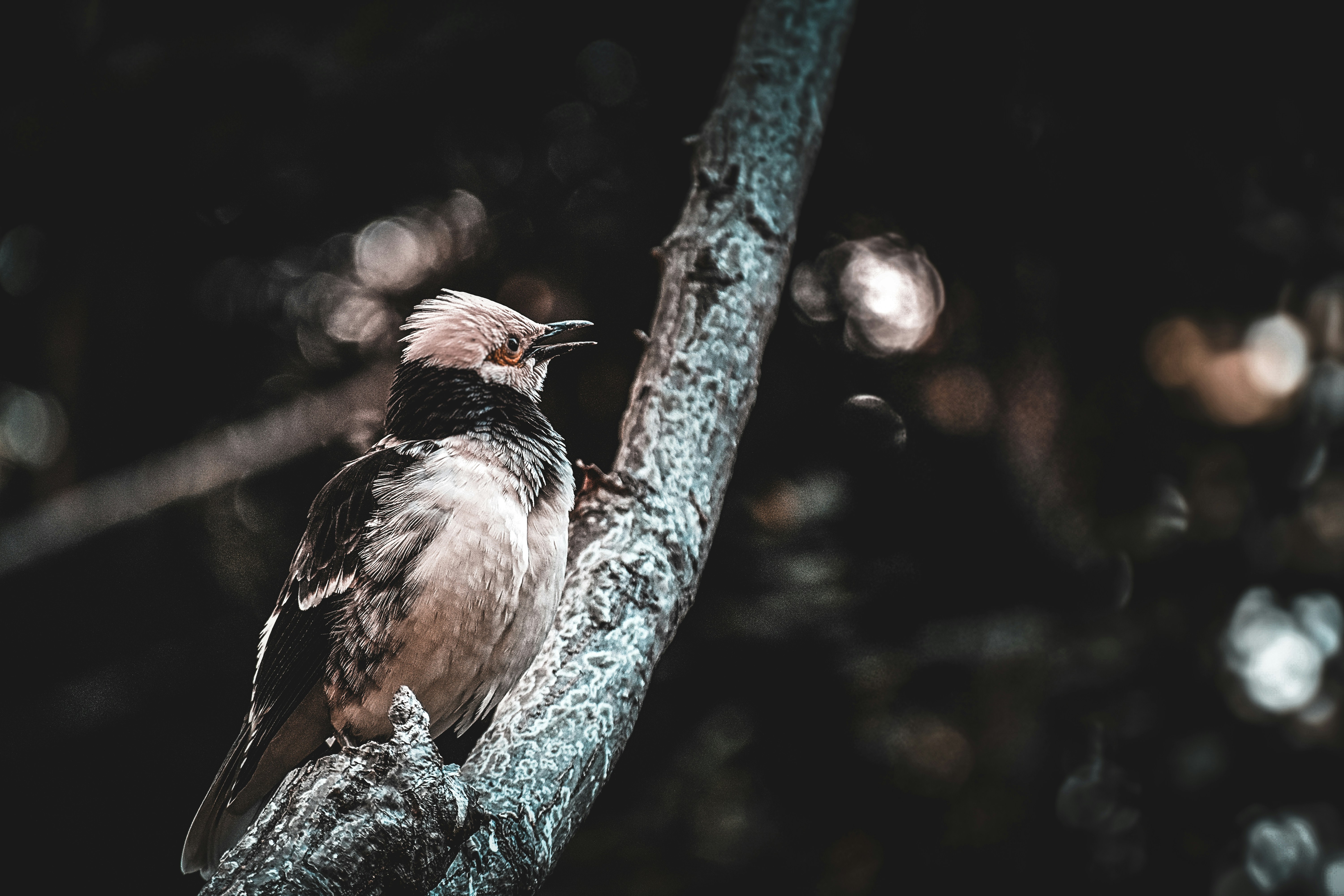 of The Sparrow's neat, dimly lit Art Deco interior - best gold coast gay bars chicago
