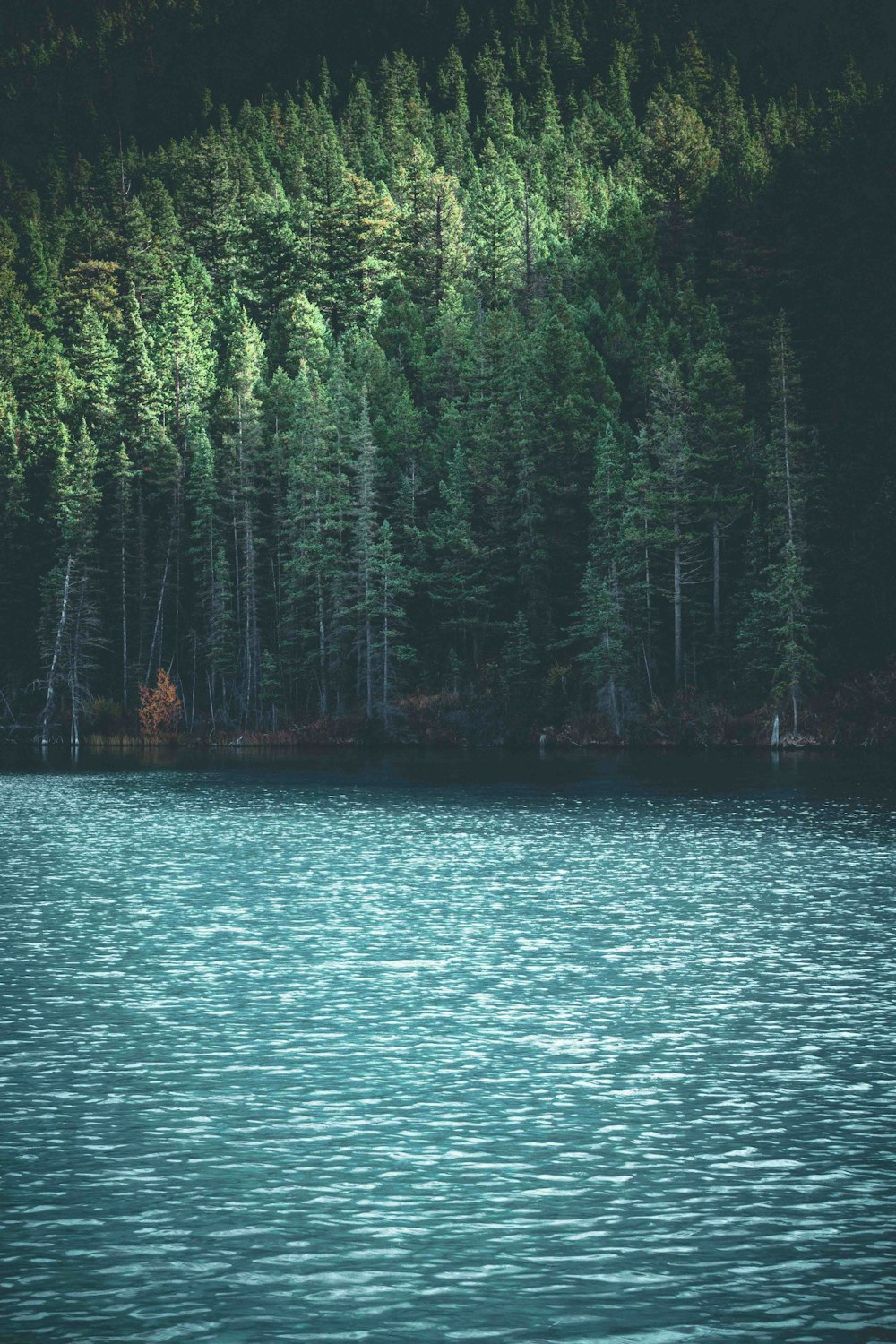 Cuerpo de agua junto a los árboles