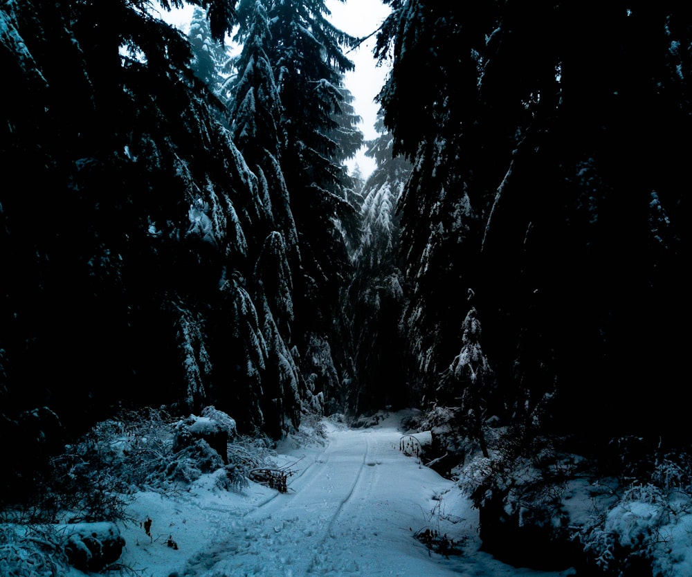 Carretera cubierta de nieve entre árboles de hoja perenne en línea