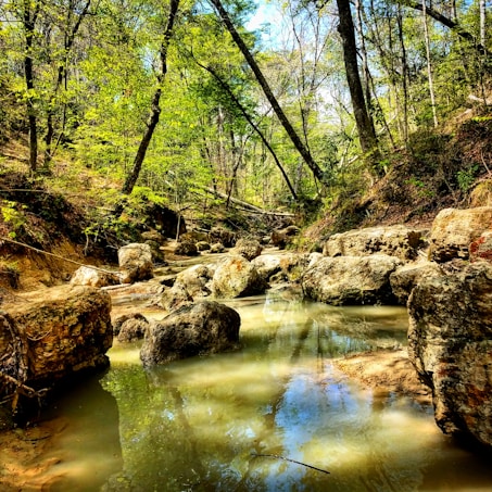 A serene forest landscape featuring a gentle stream flowing through rocky terrain. Sunlight filters through the canopy of lush green trees, casting dappled shadows on the water and surrounding rocks. The environment is tranquil and untouched, suggesting a sense of natural beauty.