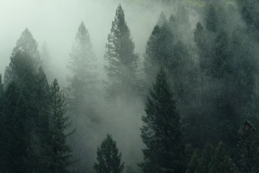 A misty pine and cedar forest at dawn