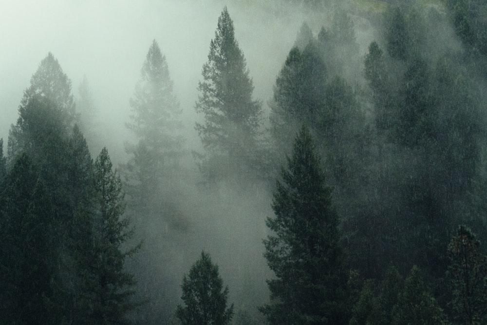 landscape shot of pine trees