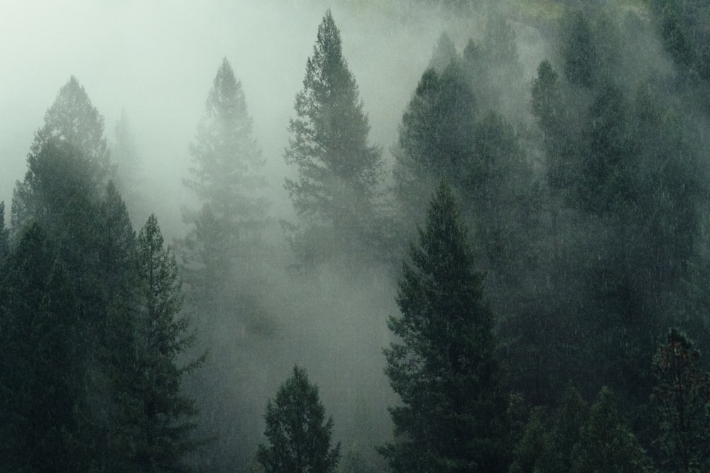 Foto de paisaje de pinos