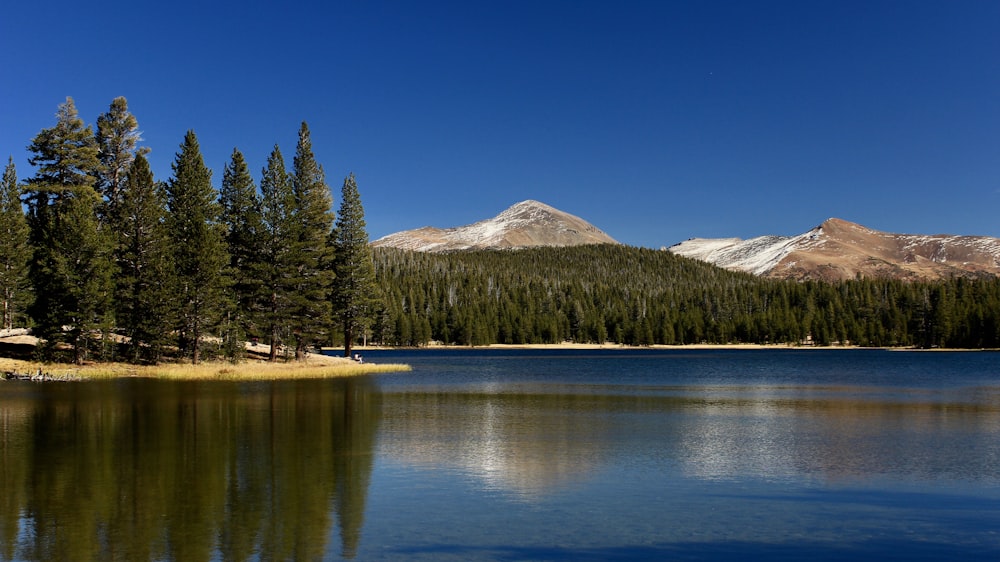 body of water surrounded by trees during daytime