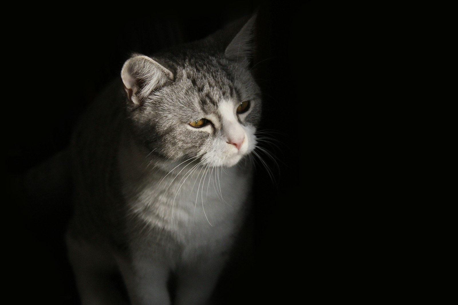 Canon EOS 70D sample photo. Black and white cat photography