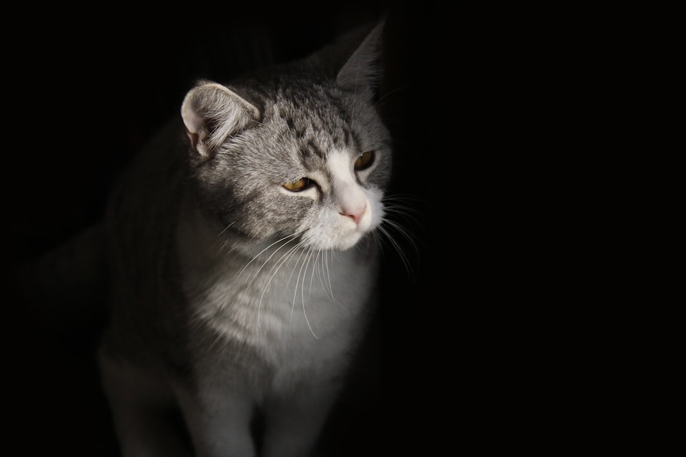 black and white cat in a dark area