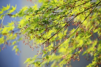 A serene tree glowing with jewel-like leaves under a soft sunrise, symbolizing growth and renewal.
