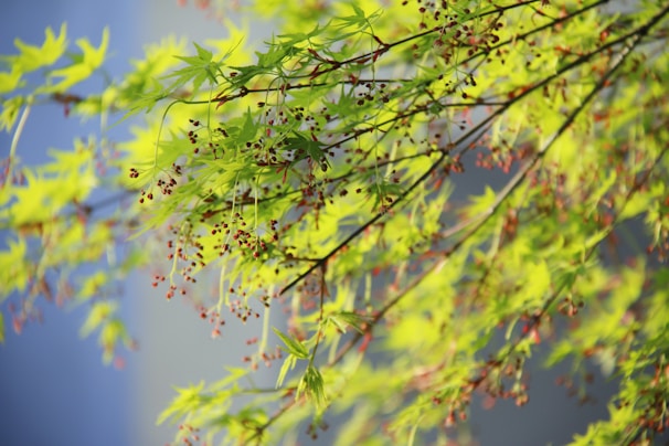 A serene tree glowing with jewel-like leaves under a soft sunrise, symbolizing growth and renewal.