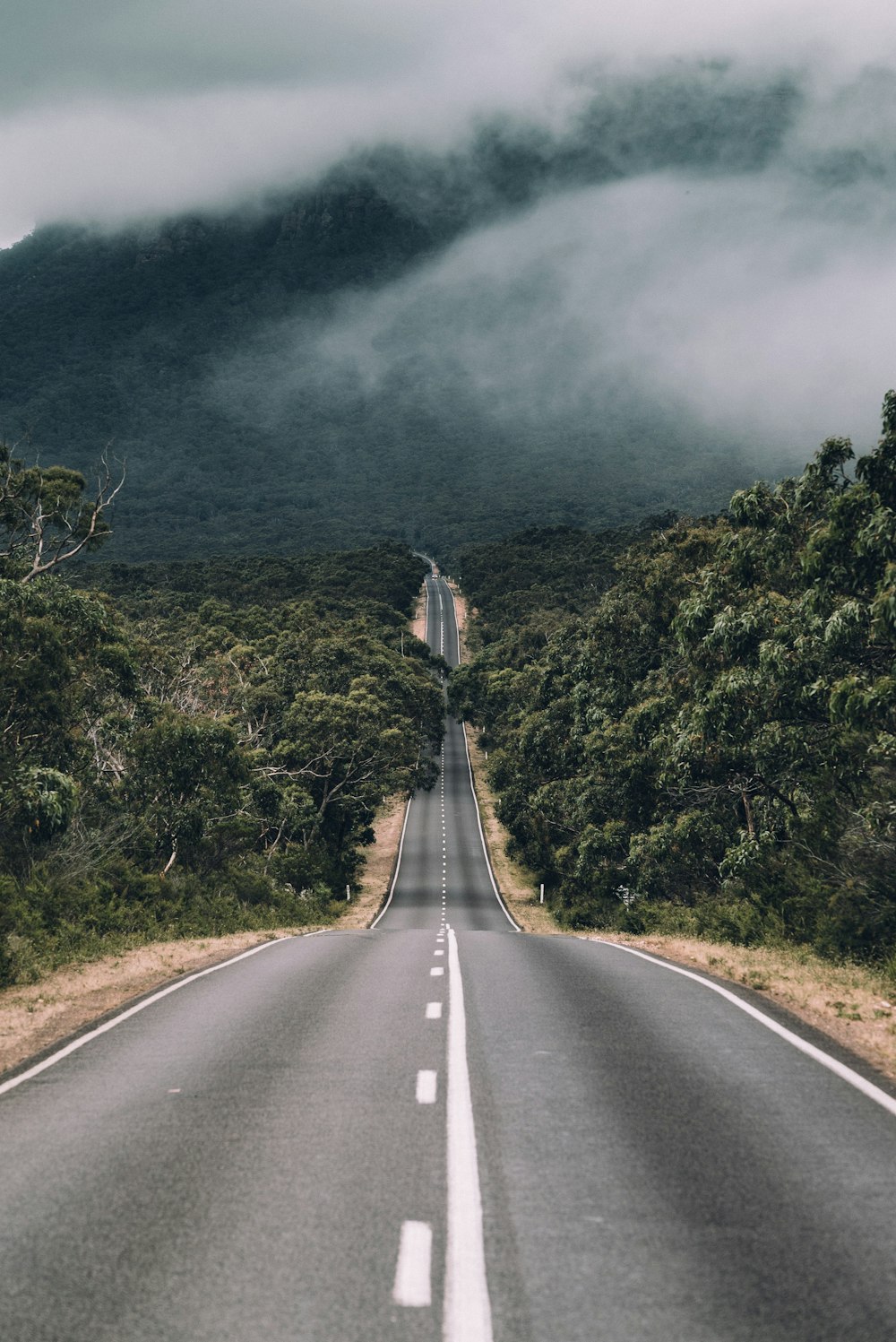 estrada vazia entre árvores com céu nublado