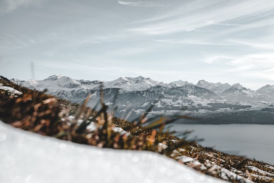 withered grass near lake in Schwanden (Sigriswil) Switzerland