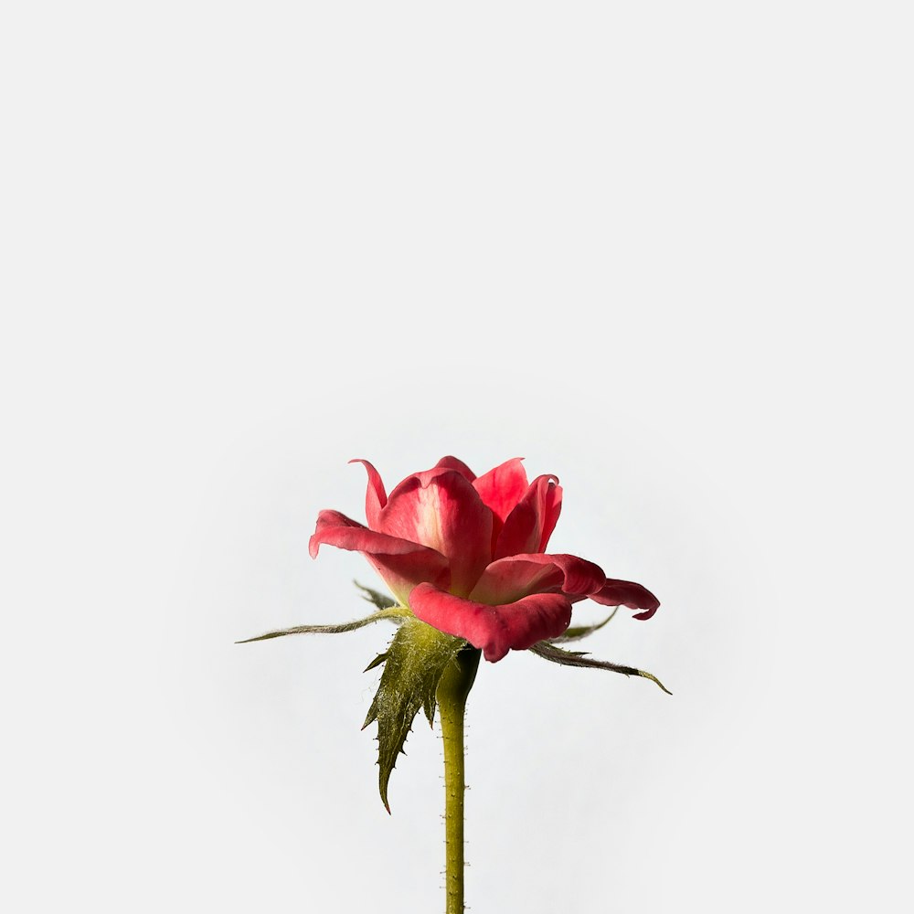 Flor de rosa roja