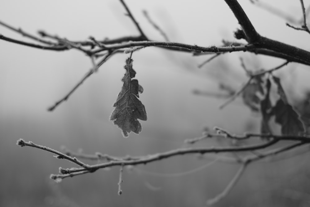 Photographie sélective en niveaux de gris de la feuille