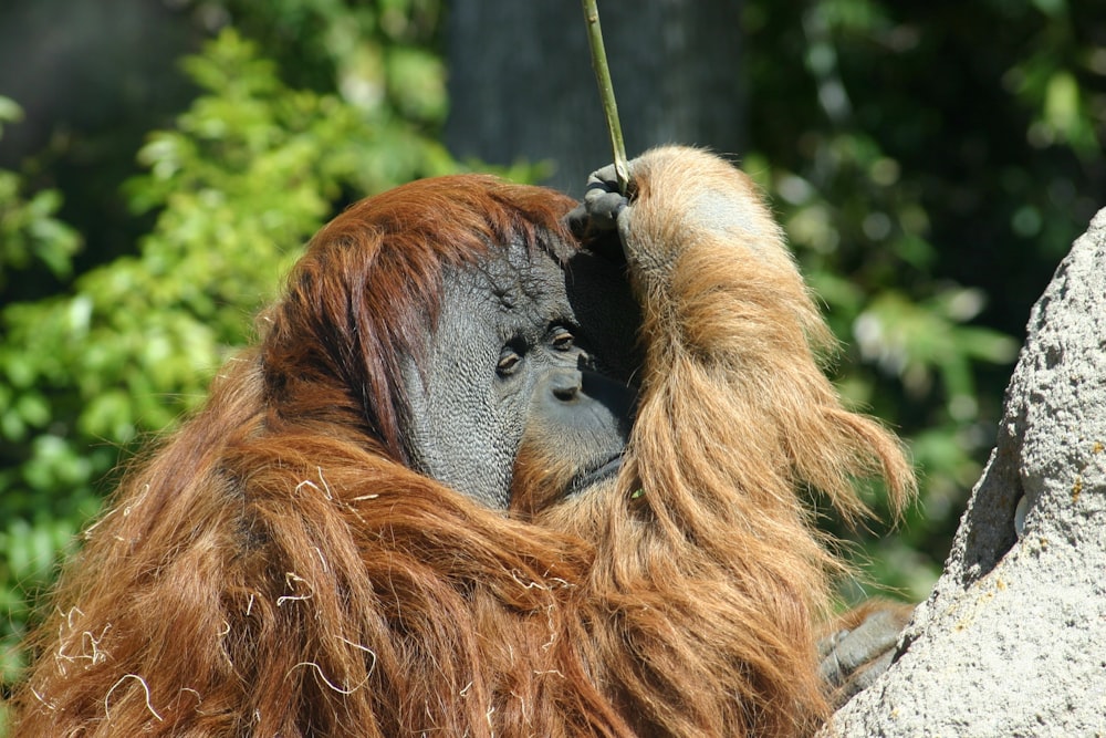 orangutan on top of gray rock during daytime