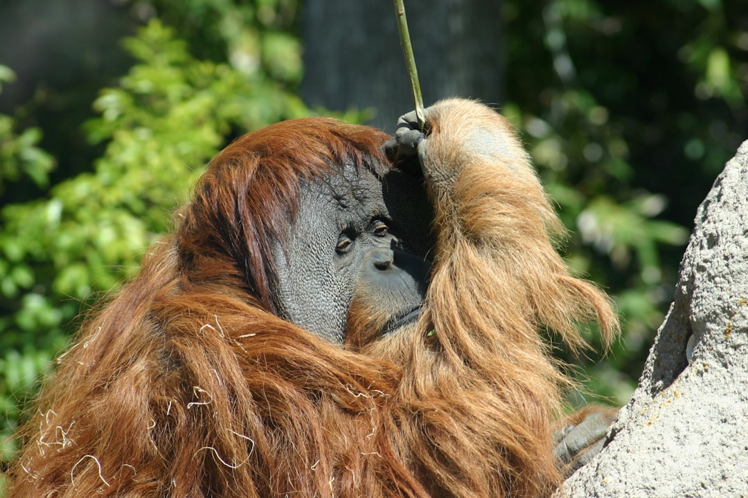 Orangs outangs d finition de orangs outangs Orangs outangs d finition de orangs outangs