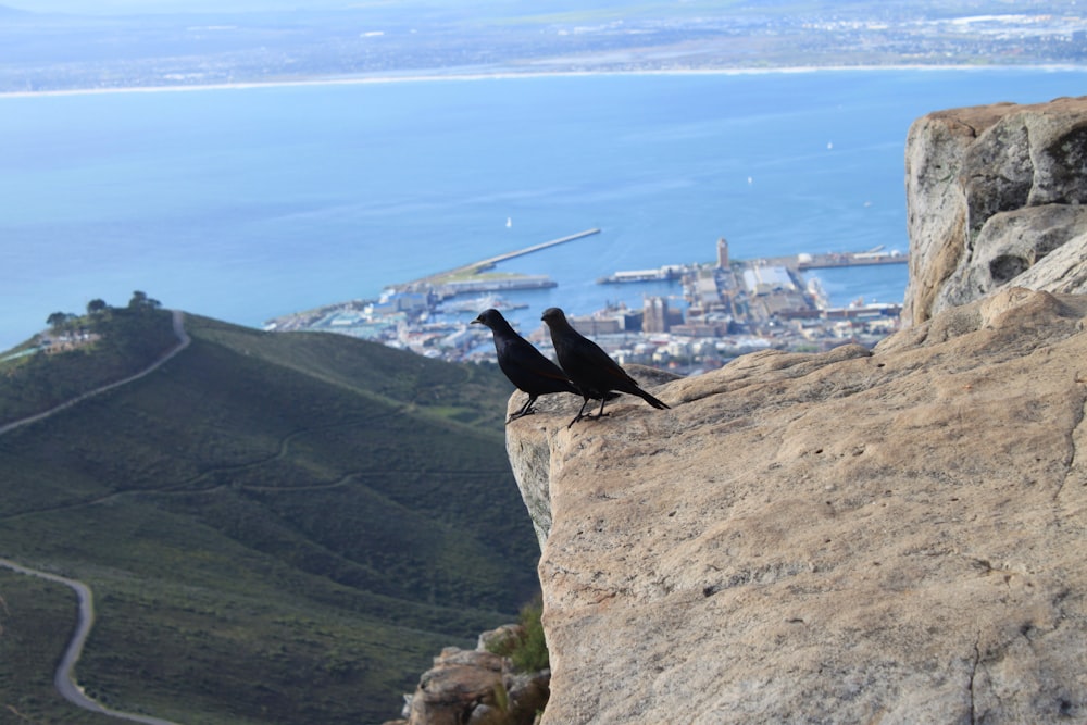 two crows near edge of cliff during daytime