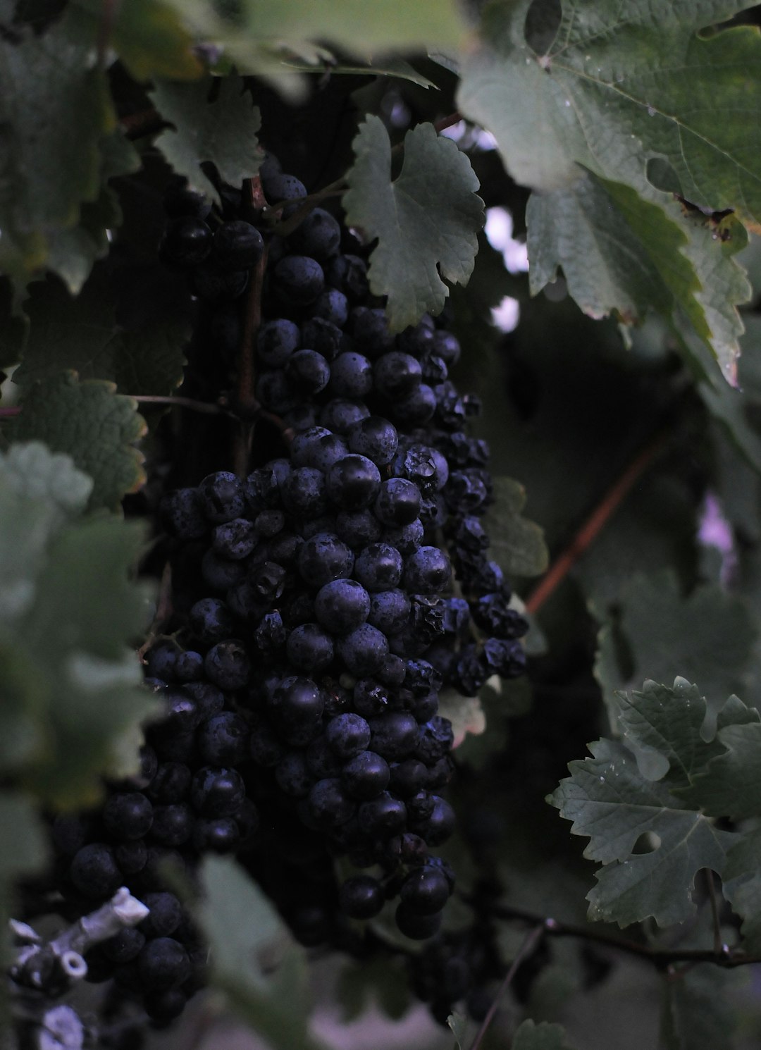 Cluster of Cabernet during harvest at Grinder’s Switch Winery