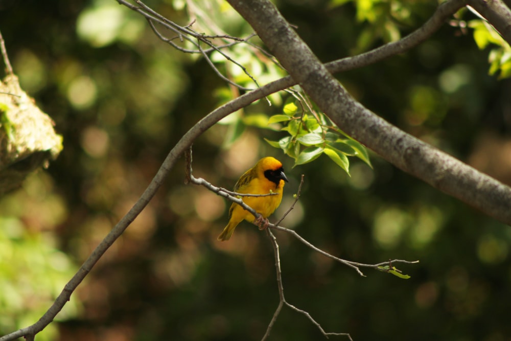 Foto de enfoque superficial de pájaro amarillo