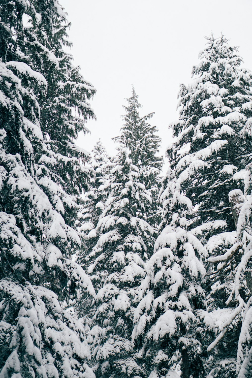 Nahaufnahme von schneebedeckten Kiefern