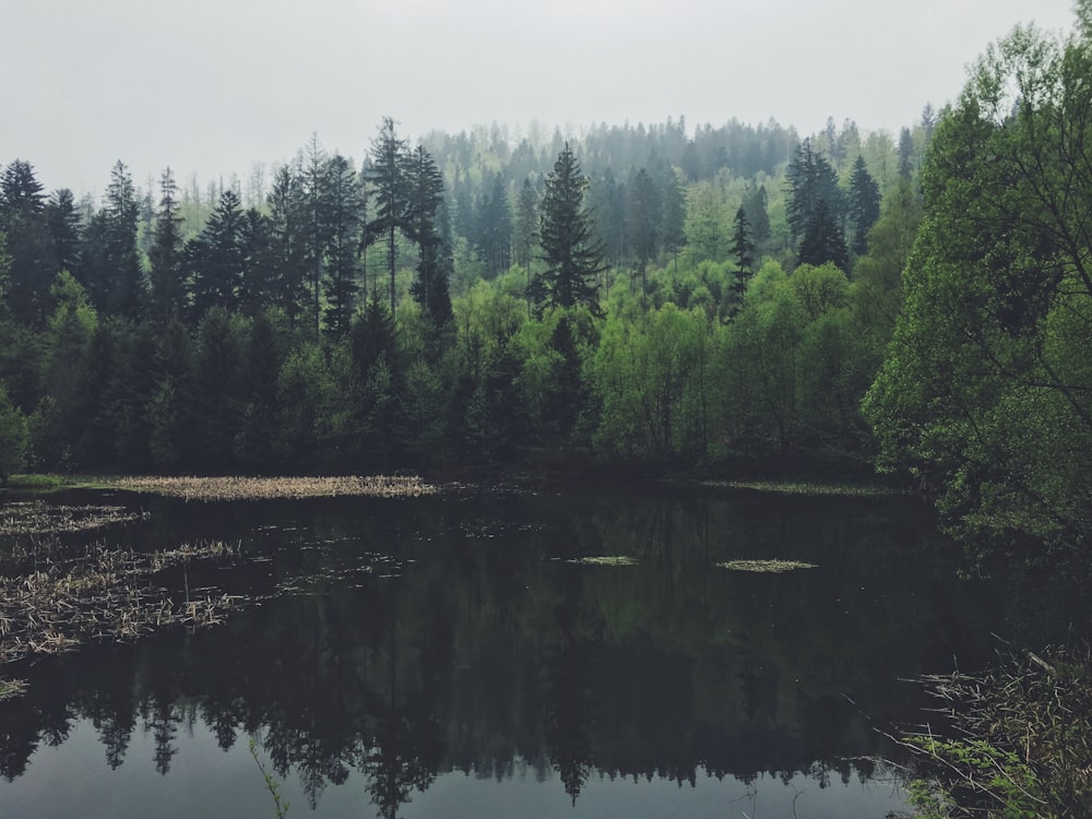 body of water surrounded with trees