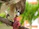 A focused gamefowl perched on a branch mid-training, muscles tense and ready to launch.