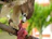 A focused gamefowl perched on a branch mid-training, muscles tense and ready to launch.