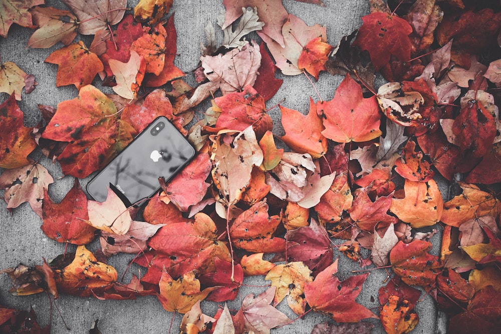 schwarzes iPhone X neben verwelkten Blättern