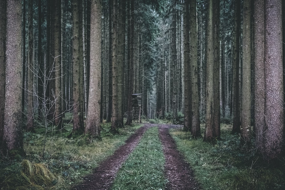 pathway in between trees during daytime