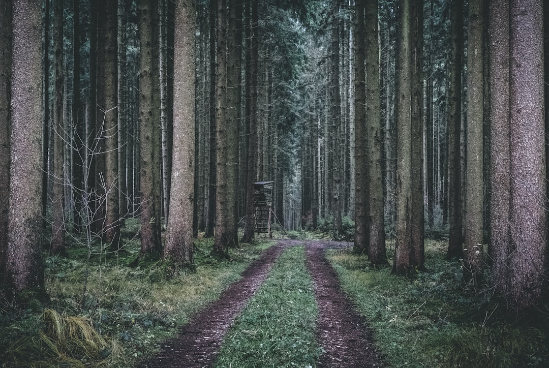 Forest photo spot Ulm Stuttgart