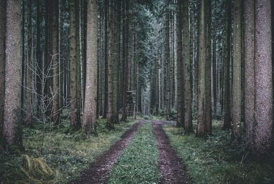 pathway in between trees during daytime in Ulm Germany