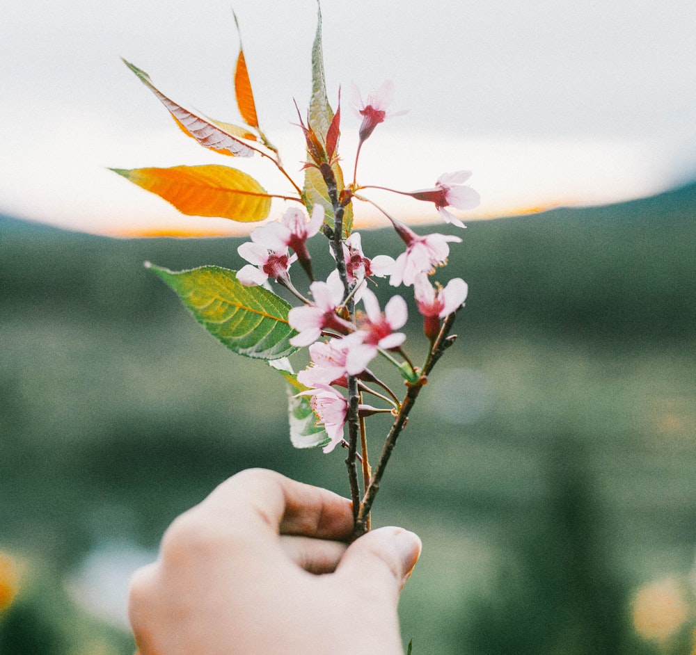 selective focus photography of person holding pink petaled flower