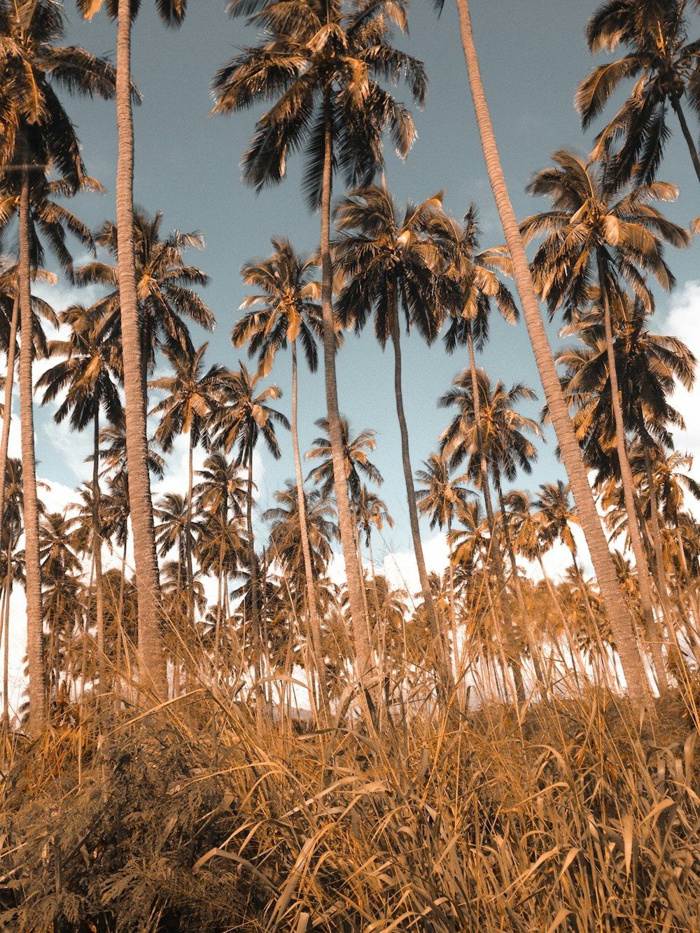 palmeiras verdes na terra da grama marrom sob o céu azul