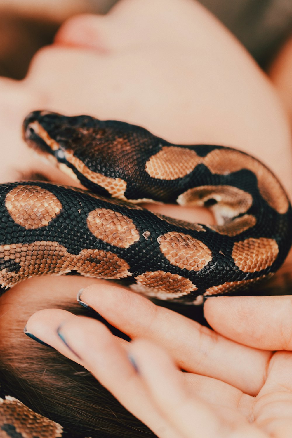 person touching black and brown snake