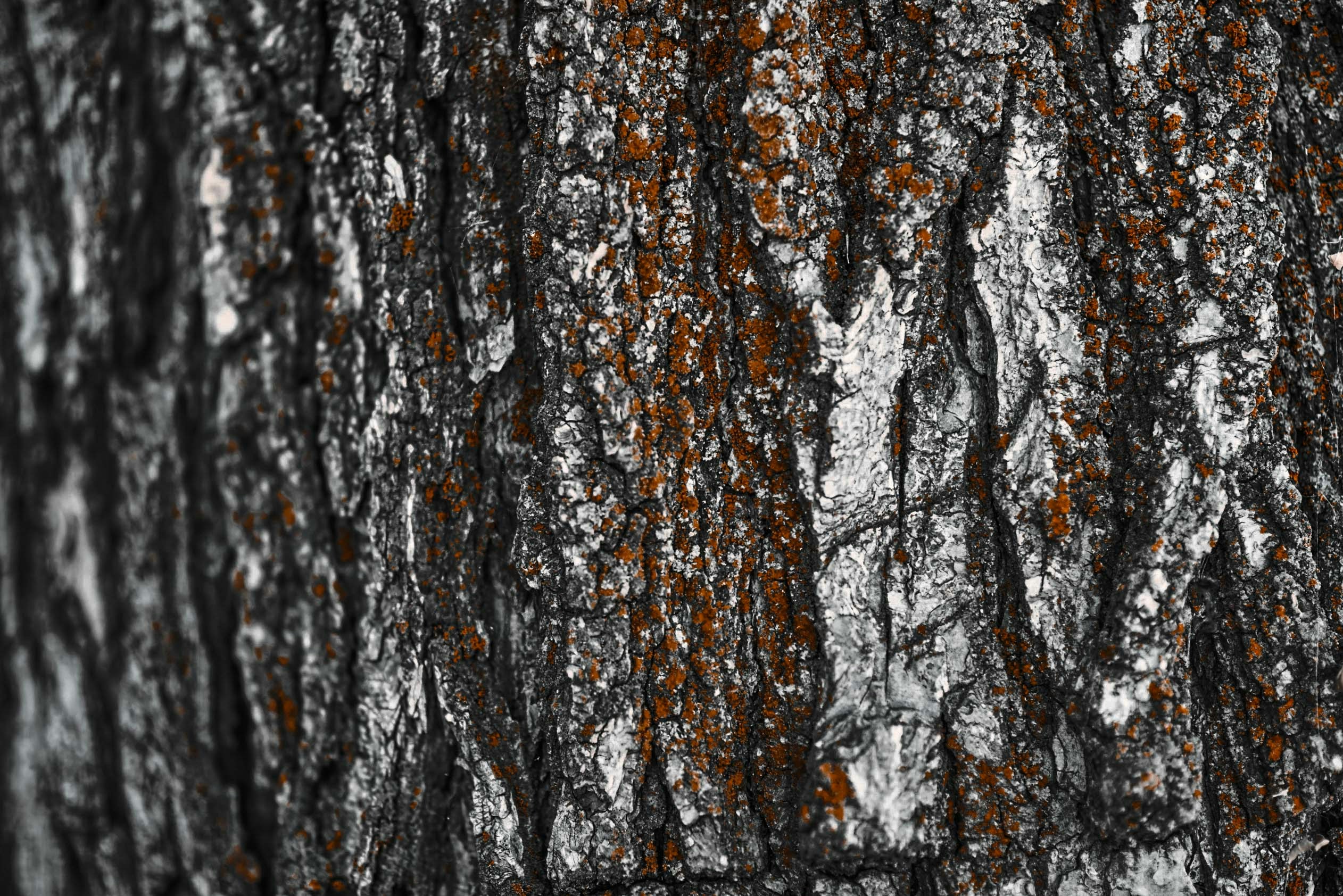 Photo by scottagoodwill