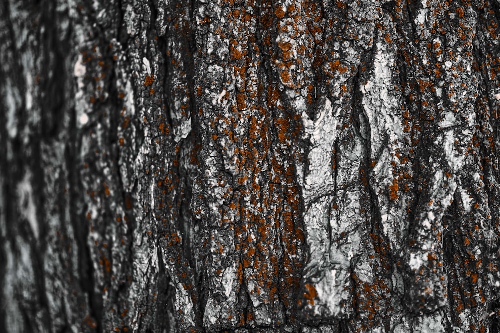 the bark of a tree is covered in lichen