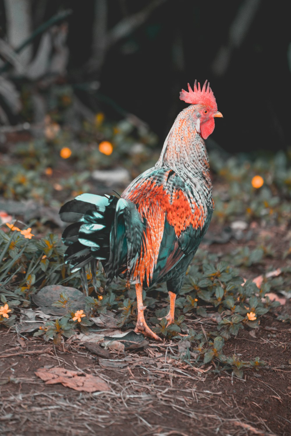 rooster walking on green grass