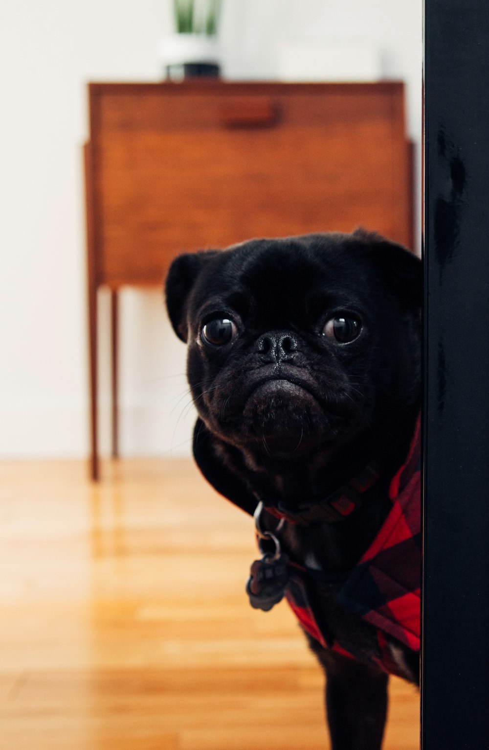 black pug standing on floor