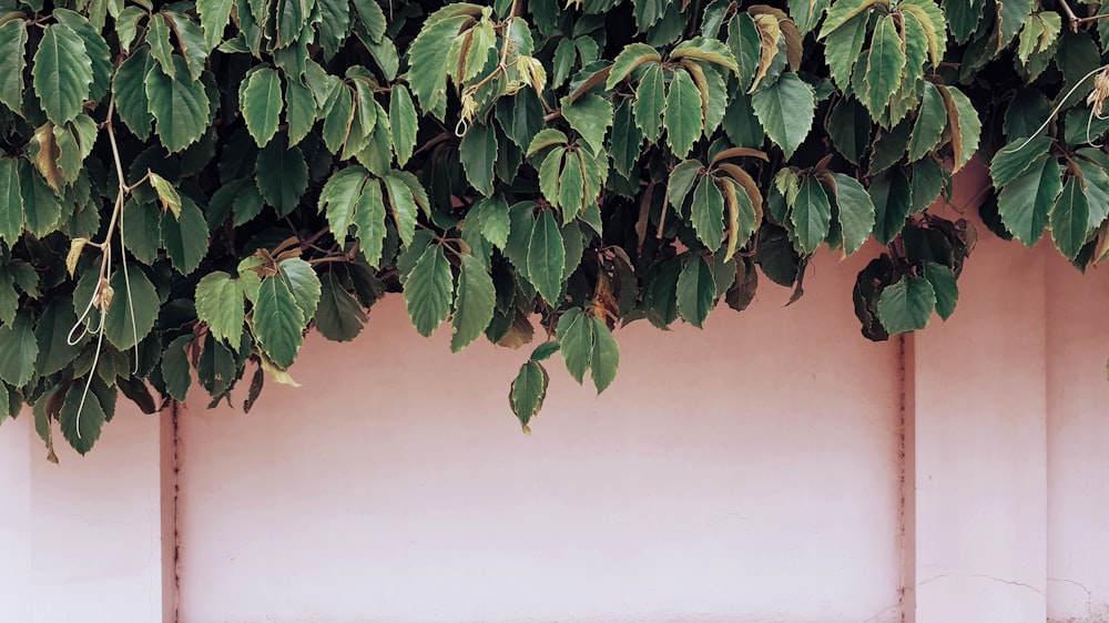 closeup photo of green leafed plant