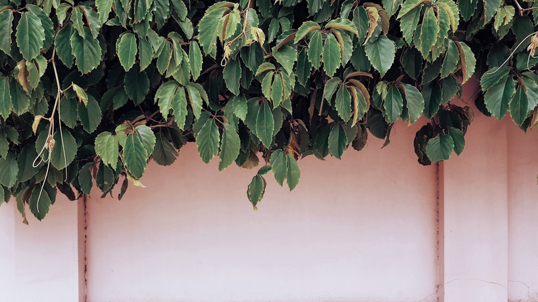closeup photo of green leafed plant, Summer
