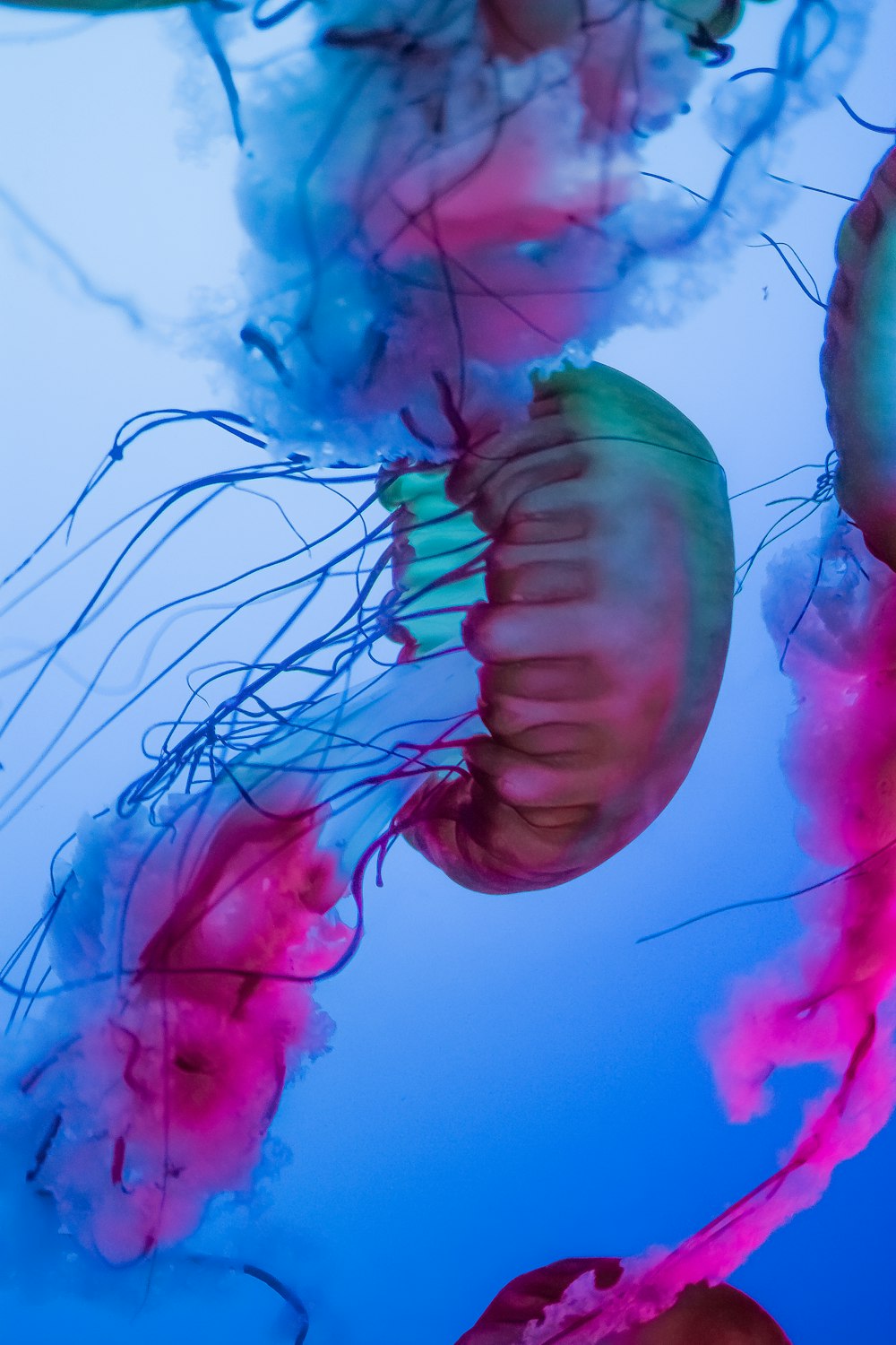 multicolored jelly fish